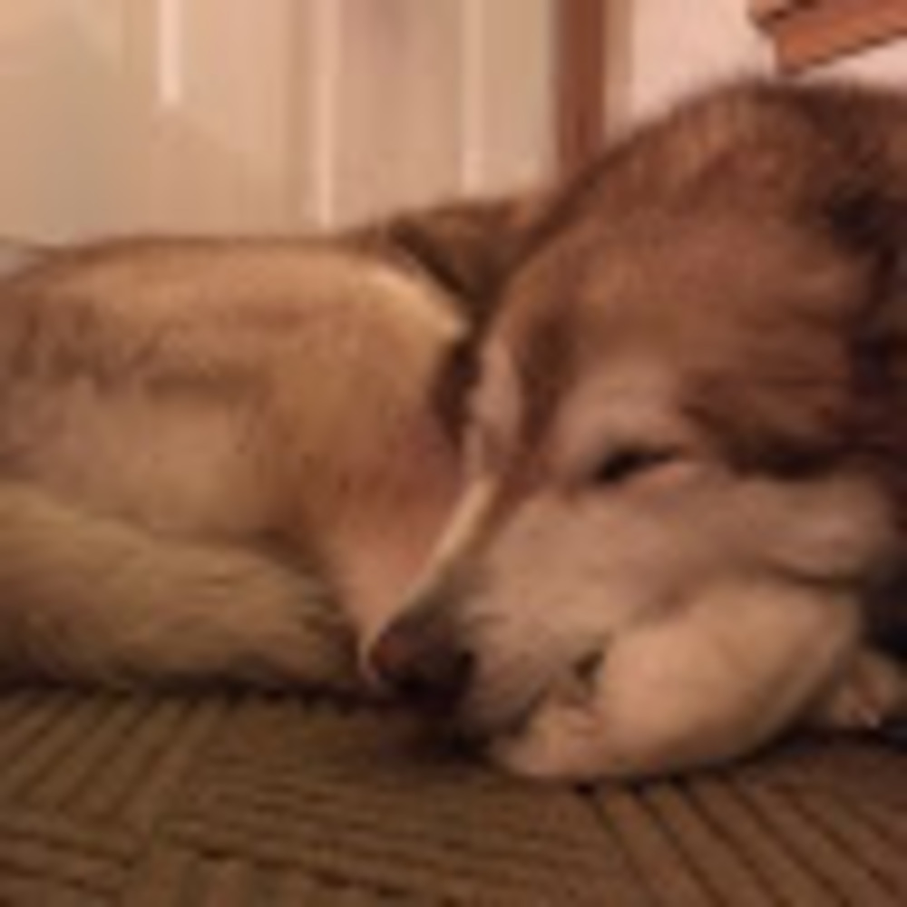 Meet your Posher, Sophie